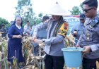 Panen-Jagung-Melimpah,-Warga-Kelompok-Tani-Sehati-Usulkan-Sumur-Bor-Bantuan-Kapolda-NTT