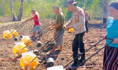 Penanman-Jagung-di-Wilayah-Polres-TTU-Dukung-Program-Kapolda-NTT