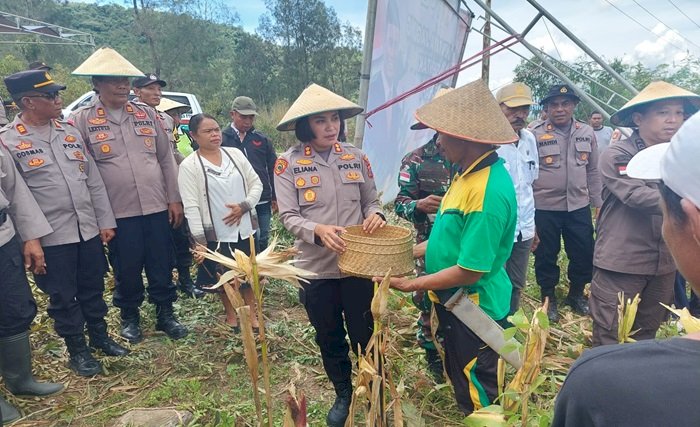 Polres  TTU Gelar Panen Raya Jagung Serentak Mendukung Ketahanan Pangan di Desa Saenam