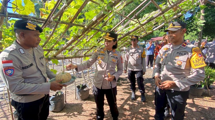 Sukseskan Ketahanan Pangan, Kapolres TTU dan Kapolsek Insana Utara Gelar Panen Raya Kebun P2B