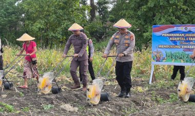 Polres-TTU-Lakukan-Penanaman-Jagung-Serentak-Kuartal-I-2026,-Dukung-Swasembada-Jagung