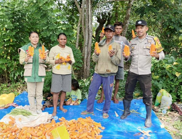 Bripka Onisiforos: Sosok Polisi di Balik Kesuksesan Panen Jagung Kelompok Tani Oeltaupi