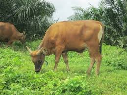 Petrus Gomang selesaikan permasalahan sapi masuk kebun