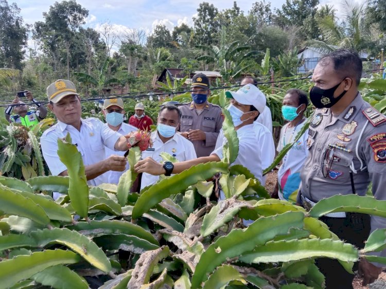 Ini yang Dilakukan Kapolsek Insana Bersama Bupati TTU Saat Panen Buah Naga di Desa Fatoin