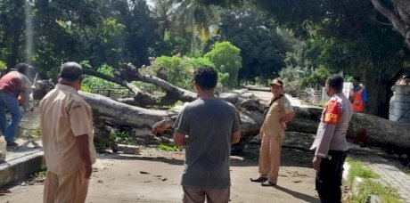 Bhabinkamtibmas Humusu Gerakkan Warga Bersihkan Pohon yang Tumbang