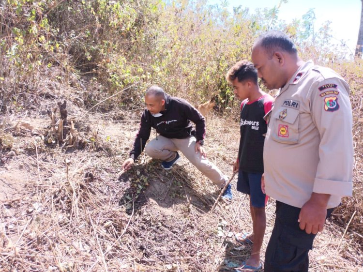 Pencurian Sapi di Tunbaen, Polsek Bisel Turun TKP