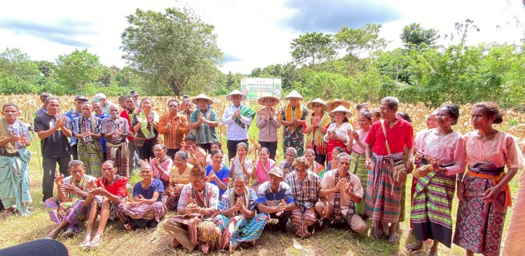 Gelar Panen Raya Jagung di Desa Letneo Selatan; Tuai Apresiasi Wakil Gubernur NTT