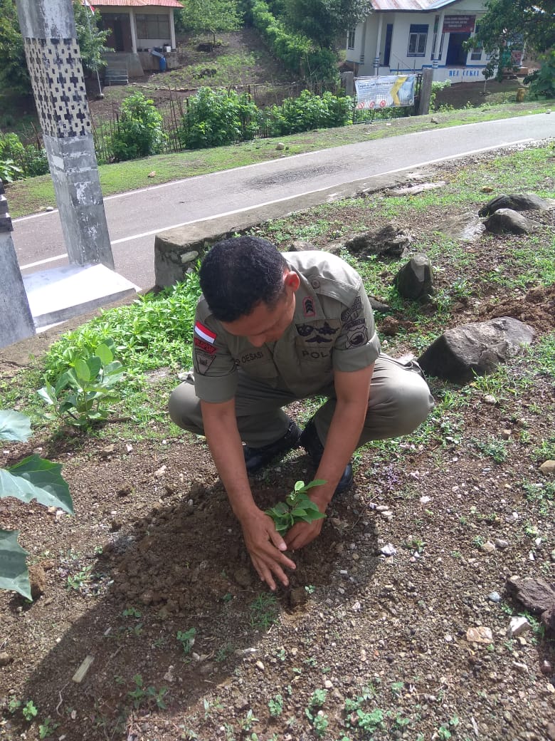 Peduli Penghijauan, Pospol Napan Tanam Anakan Pohon