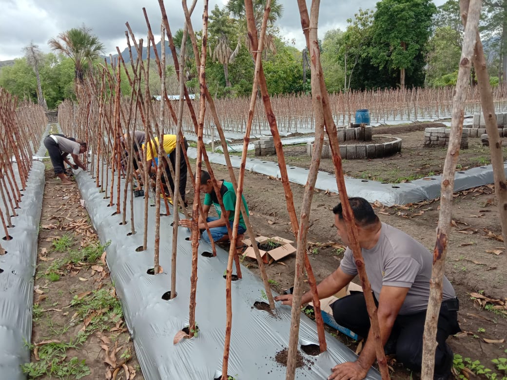 7000 Tomat sebagai contoh agro wisata.